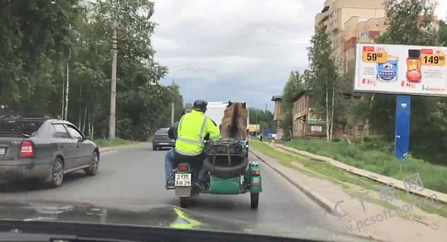 战斗民族的熊都是没有熊格的 巨熊乘坐摩托车招摇过市!