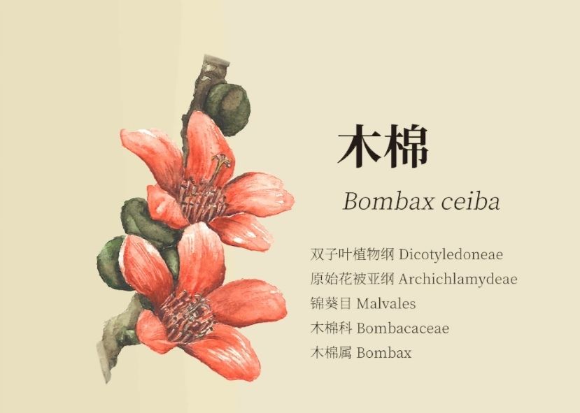 老农种树八种植物笔记详解_老农种树八种植物属性有哪些