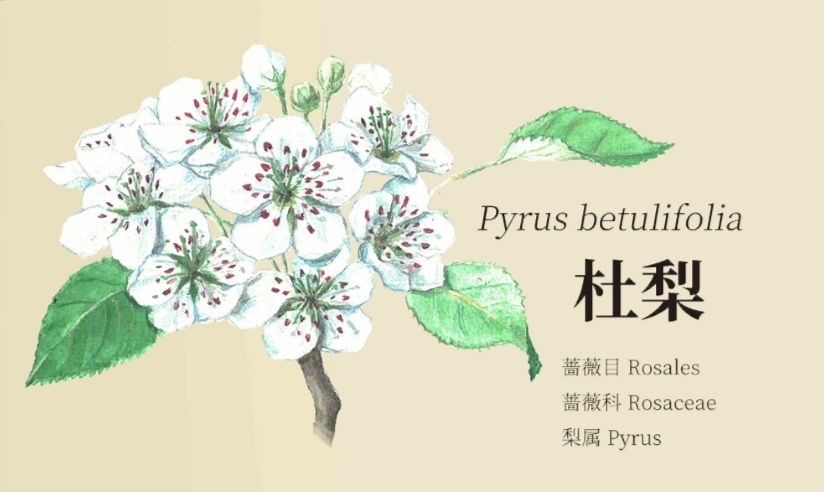 老农种树八种植物笔记详解_老农种树八种植物属性有哪些
