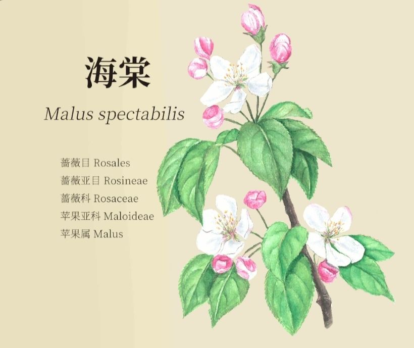 老农种树八种植物笔记详解_老农种树八种植物属性有哪些