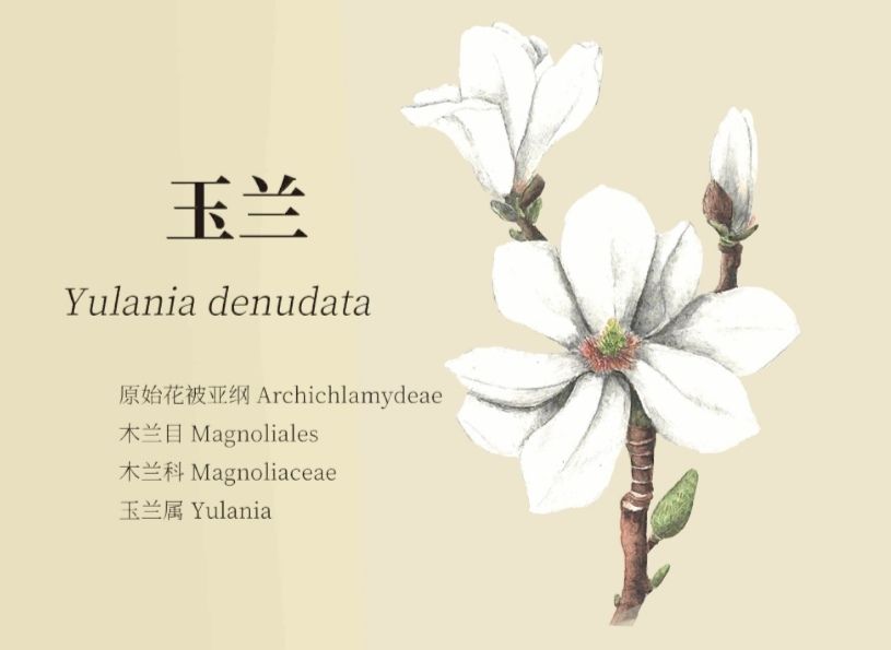 老农种树八种植物笔记详解_老农种树八种植物属性有哪些