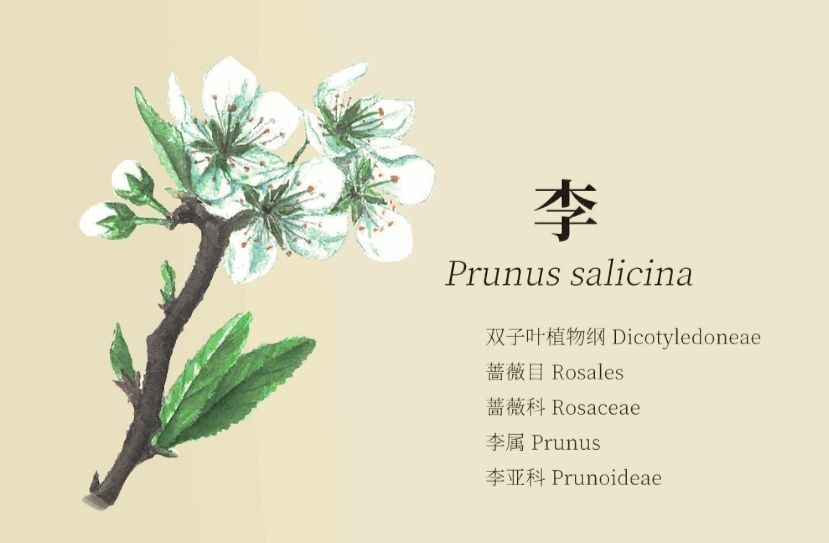 老农种树八种植物笔记详解_老农种树八种植物属性有哪些