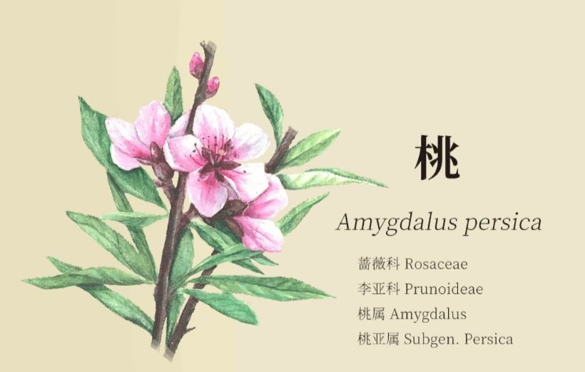 老农种树八种植物笔记详解_老农种树八种植物属性有哪些